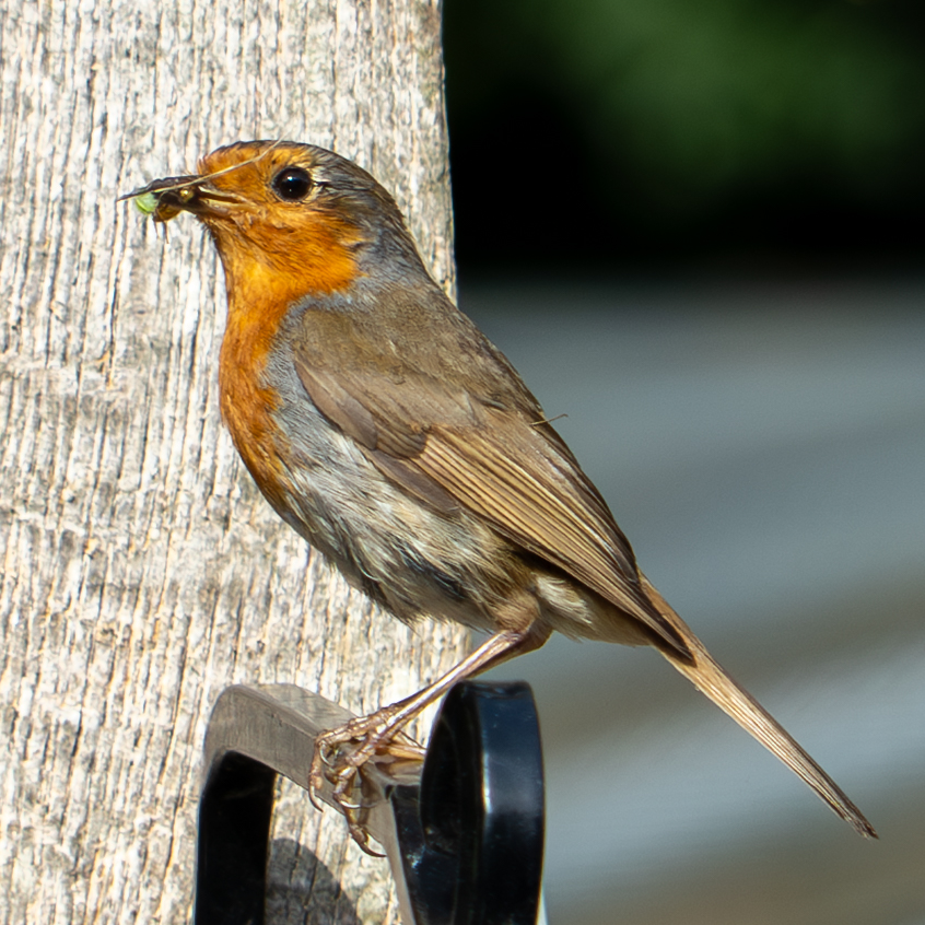 Photography by Chris Allington